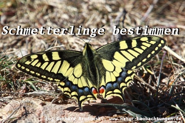 Bild mit Namen zur Bestimmung vom Schwalbenschwanz / Papilio machaon